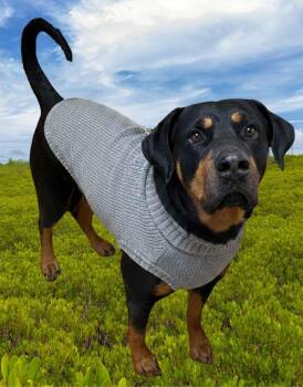 Zully -  Rottweiler Dog for Adoption in Salem, Oregon - Zully | PetCurious