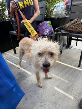 Machete -  Wirehaired Terrier Dog Available for Adoption in Elmwood, Louisiana - Machete | PetCurious