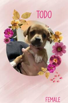 Todo -  Chihuahua Dog for Adoption in Eugene, Oregon - Todo | PetCurious