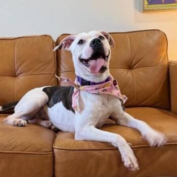 Pit Bull Terrier and Boxer Dogs Available for Adoption in Friendswood, Texas - Rain Drop Petite Wiggle Bloom | PetCurious