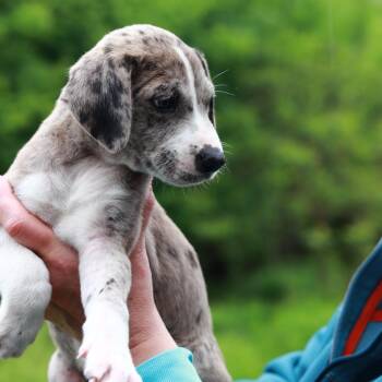 Catahoula Leopard Dog and Mixed Breed Dogs Available for Adoption in Eastford, Connecticut - CT Shiitake Avail May 30 (Ellington, CT) | PetCurious