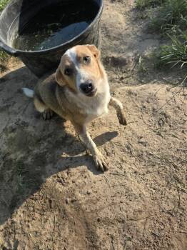 Dixie -  Australian Shepherd Dog for Adoption in Melbourne, Arkansas - Dixie | PetCurious