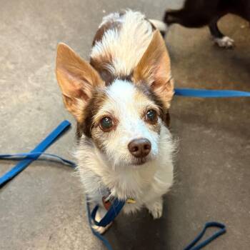 Digger -  Chihuahua Dog for Adoption in Bend, Oregon - Digger | PetCurious