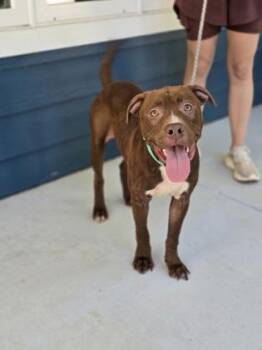 Pit Bull Terrier Dogs Available for Adoption in Watkinsville, Georgia - Oakland | PetCurious