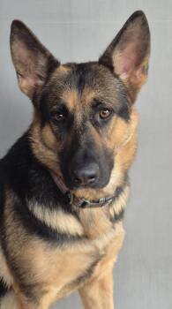 Eevee -  German Shepherd Dog Dog for Adoption in Amissville, Virginia - Eevee | PetCurious