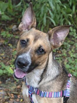 Rescue German Shepherd Dog Dogs for Adoption in Chicago, Illinois - Aiko | PetCurious