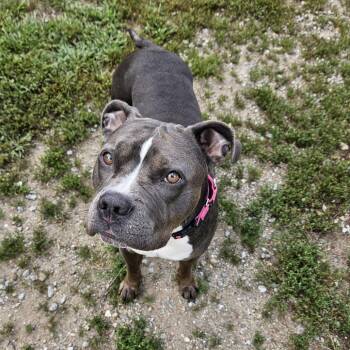 Moody -  Pit Bull Terrier Dog for Adoption in Concord, New Hampshire - Moody | PetCurious