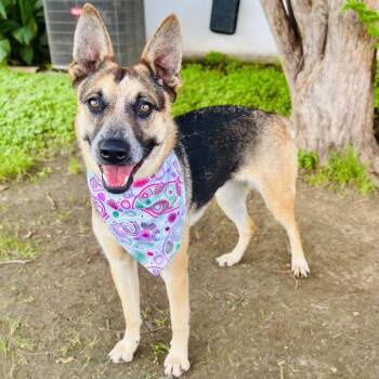 Tea -  Australian Cattle Dog Blue Heeler Dog for Adoption in Chicago, Illinois - Tea | PetCurious