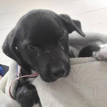 Hannia -  Mixed Breed Dog for Adoption in Memphis, Tennessee - Hannia | PetCurious