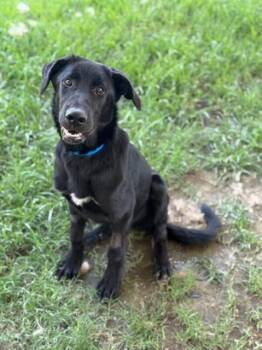 Rescue Labrador Retriever Dogs for Adoption in Riverside, California - GOOFY | PetCurious
