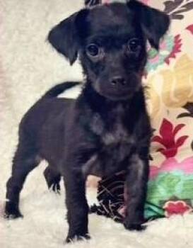 BOO BOO -  Terrier Dog for Adoption in Edgecliff Village, Texas - BOO BOO | PetCurious