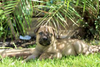 Kip -  Belgian Shepherd Malinois Dog for Adoption in Rialto, California - Kip | PetCurious