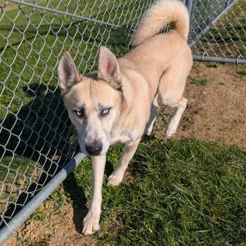 179427 Milo LOOKING FOR OWNER -  Husky Dog for Adoption in Ravenna, Ohio - 179427 Milo LOOKING FOR OWNER | PetCurious