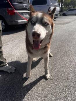 Siberian Husky and Mixed Breed Dogs Available for Adoption - Enzo - 1 | PetCurious