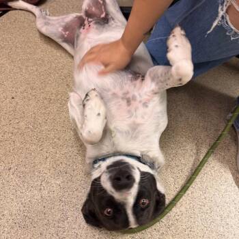 Mixed Breed Dogs Available for Adoption in Gloucester, Virginia - Sally | PetCurious