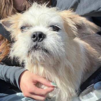 Fozzy Bear C-34107 -  Shih Tzu and French Bulldog Dog for Adoption in Oklahoma City, Oklahoma - Fozzy Bear C-34107 | PetCurious