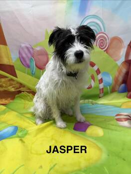Boxer and Terrier Dogs Available for Adoption in Urbana, Ohio - Jasper | PetCurious