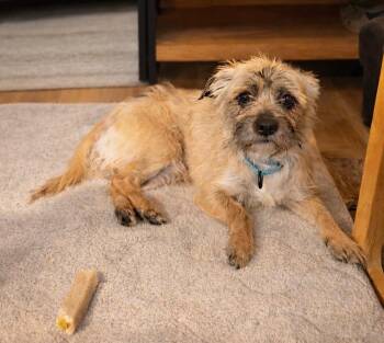 Terrier Dogs Available for Adoption - Walnut | PetCurious