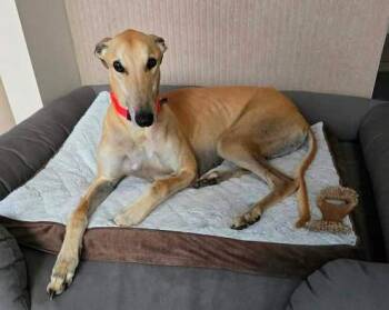 Greyhound Dogs Available for Adoption in Berkley, Michigan - Norman | PetCurious