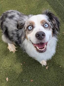 Bamboo -  Australian Shepherd Dog for Adoption in Austin, Texas - Bamboo | PetCurious