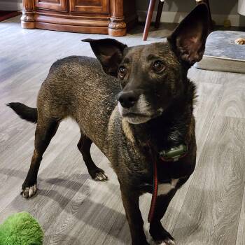 Labrador Retriever and Belgian Shepherd Malinois Dogs Available for Adoption in Lewisville, Texas - Bridgette | PetCurious