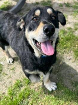 Cardigan Welsh Corgi and Rottweiler Dogs Available for Adoption in Riverside, California - SHORTY | PetCurious