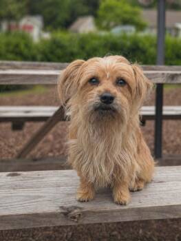 Shepherd and Yorkshire Terrier Dogs Available for Adoption in Virginia Beach, Virginia - Case | PetCurious