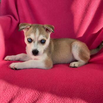 Rusty -  Siberian Husky and German Shepherd Dog Dog for Adoption in Tucson, Arizona - Rusty | PetCurious