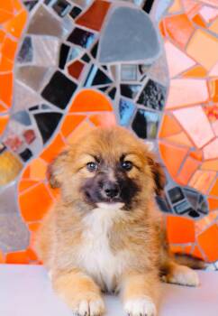 Mendoza -  Australian Shepherd and Golden Retriever Dog for Adoption in San Diego, California - Mendoza | PetCurious
