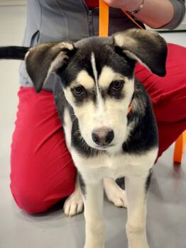Husky Dogs Available for Adoption in Kalamazoo, Michigan - Willow | PetCurious