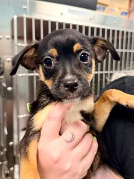 Sgaeyl -  Mixed Breed Dog for Adoption in Cape Coral, Florida - Sgaeyl | PetCurious