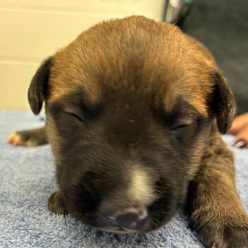 Mixed Breed Dogs Available for Adoption - Cassius | PetCurious