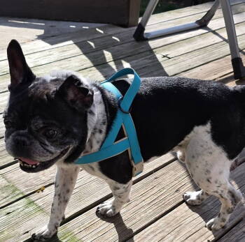 Rescue French Bulldog Dogs for Adoption in Tenafly, New Jersey - Chester | PetCurious