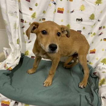 A614398 -  Labrador Retriever and Mixed Breed Dog for Adoption in Modesto, California - A614398 | PetCurious