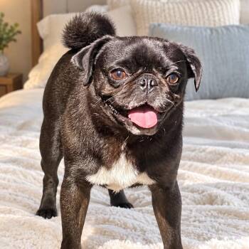 MONROE (Adorable, Sweet, Laid Back, Good with Dogs & Kids, Quiet -  Pug Dog for Adoption in Houston, Texas - MONROE (Adorable, Sweet, Laid Back, Good With Dogs & Kids, Quiet | PetCurious