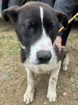 Randy -  Shepherd and Mixed Breed Dog for Adoption in Calgary, Alberta - Randy | PetCurious