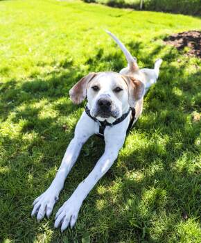 Buck -  Hound Dog for Adoption in Pontiac, Michigan - Buck | PetCurious