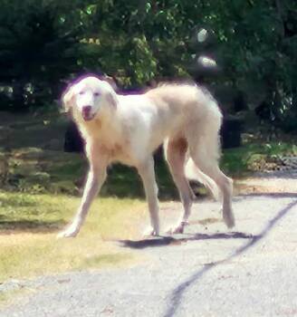 ALFIE -  Great Pyrenees Dog for Adoption in San Antonio, Texas - ALFIE | PetCurious