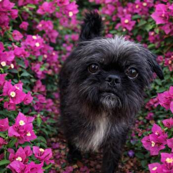 Shih Tzu and Cairn Terrier Dogs Available for Adoption - Bill | PetCurious