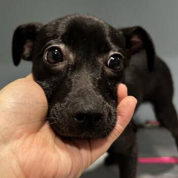 Thistle -  Mixed Breed Dog for Adoption in Chattanooga, Tennessee - Thistle | PetCurious