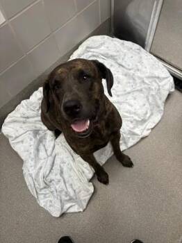 HENNESSEY -  Pit Bull Terrier Dog for Adoption in Las Vegas, Nevada - HENNESSEY | PetCurious