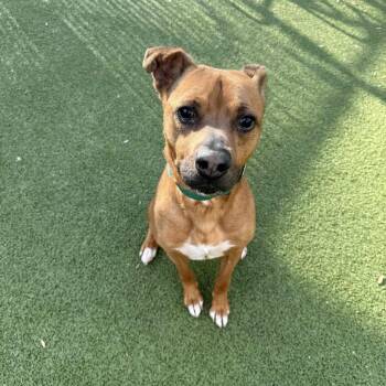 Mixed Breed Dogs Available for Adoption in Greensboro, North Carolina - Rocko | PetCurious