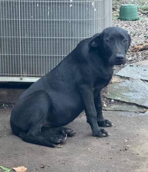 Labrador Retriever Dogs Available for Adoption in North Little Rock, Arkansas - Maple  | PetCurious