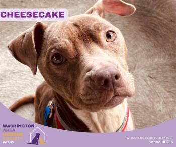 Pit Bull Terrier Dogs Available for Adoption in Eighty Four, Pennsylvania - Cheesecake | PetCurious