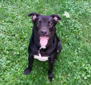 Boo boo -  Labrador Retriever and Pit Bull Terrier Dog for Adoption in Staatsburg, New York - Boo Boo | PetCurious