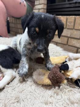 Suzie -  Australian Cattle Dog Blue Heeler Dog Available for Adoption in Colorado Springs, Colorado - Suzie | PetCurious