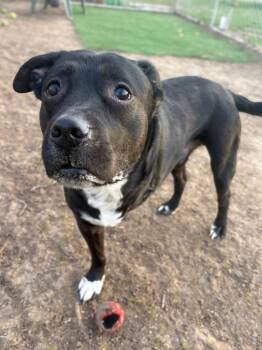 Pit Bull Terrier Dogs Available for Adoption in Syracuse, Indiana - Spencer | PetCurious