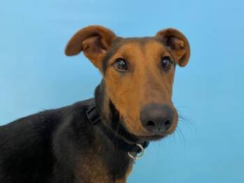 Rescue Doberman Pinscher and Mixed Breed Dogs for Adoption in Woodbury, Minnesota - Max | PetCurious