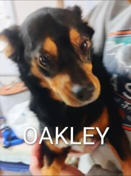Oakley -  Chihuahua and Smooth Fox Terrier Dog for Adoption in Thompson Falls, Montana - Oakley | PetCurious