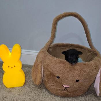 Husky Dogs Available for Adoption in Aberdeen, North Carolina - Tequila | PetCurious